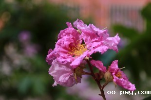 “嘉”有“紫薇”伴你走过15个春秋岁月
