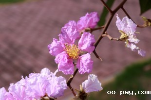 向阳紫薇