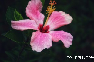 一花一世界