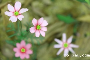 一花一世界（2）