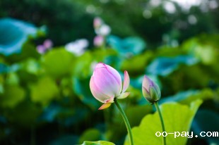 栖霞湖畔