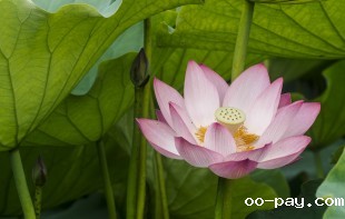 夏荷
